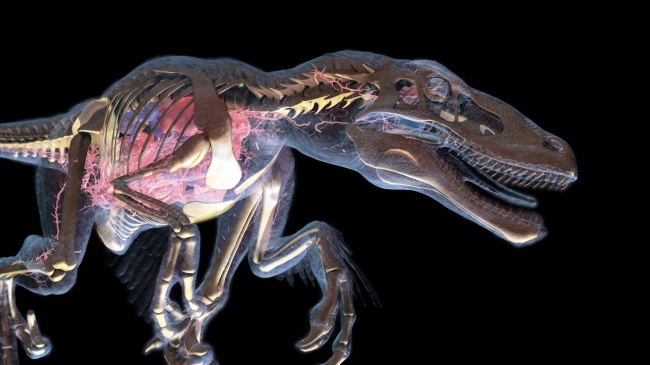 「恐竜のからだ 大解剖」Credit： Discovery Communications, LLC