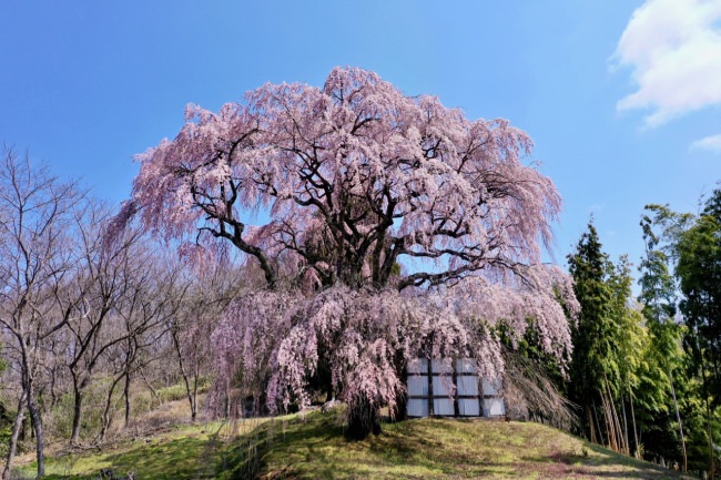 福島県田村市の一本桜
