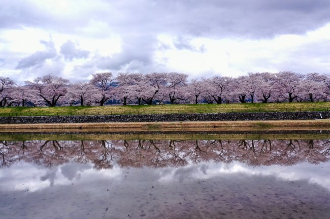 富山県朝日町の桜の四重奏