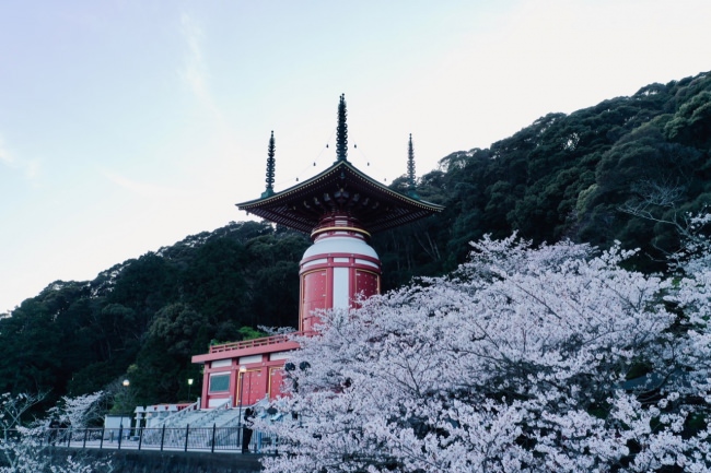 徳島県美波町の薬王寺の桜