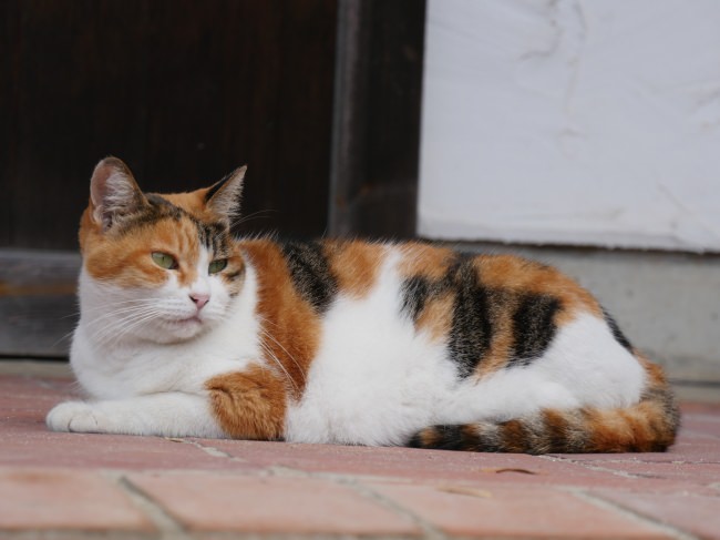 日本の美しいネコちゃんたちとの出会いの旅！「旅猫ロマン」旅チャンネルで放送