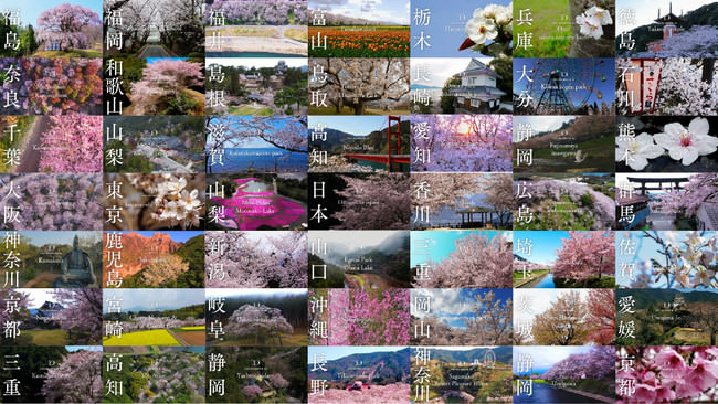 2020年春に40都道府県50箇所の桜を撮影