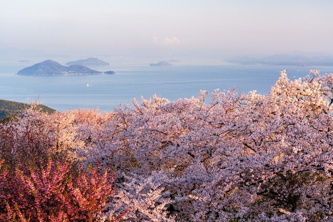 世界のハリウッドも認めた紫雲出山（香川県三豊市）の桜