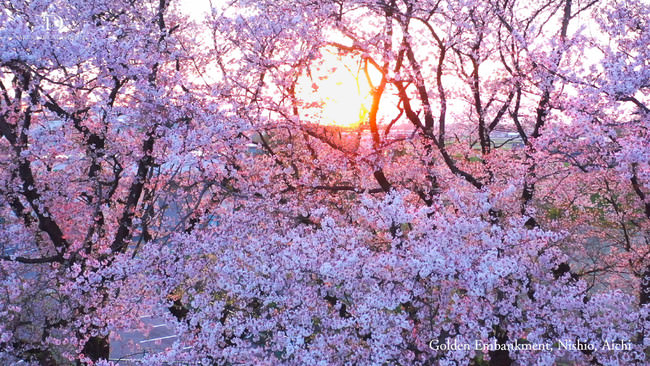 日常の中にある心安らぐ夕日と桜 愛知県西尾市の黄金堤の桜