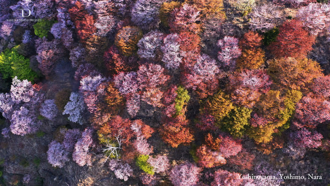 まるで桜の山 奈良県吉野町の世界遺産 吉野山の桜