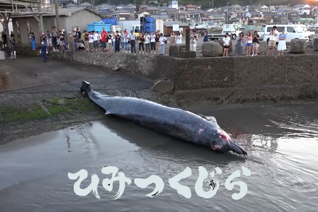 鯨を愛することと、食べることは矛盾しない。日本人の【くじら愛】を世界に知らしめる映画「ひみつくじら」のクラウドファンディングが始動