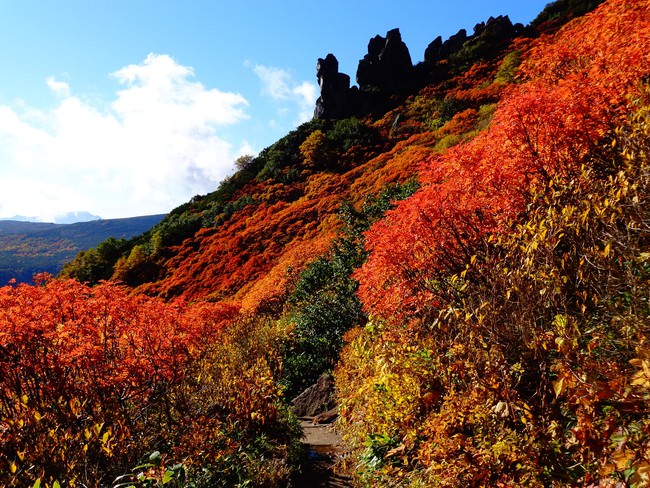 日本一早い大雪高原温泉の紅葉