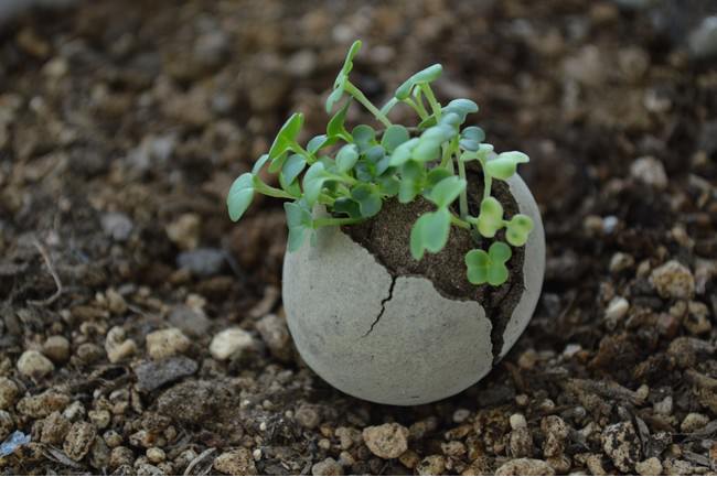 エコ黒土で芽が出る！野菜たねダンゴ作り