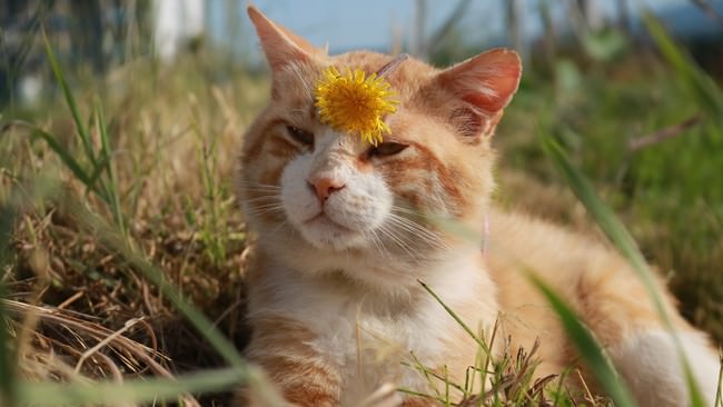 畑の番人？！農園のネコちゃんが続々登場！「旅猫ロマン 傑作選」第9話　旅チャンネルで放送