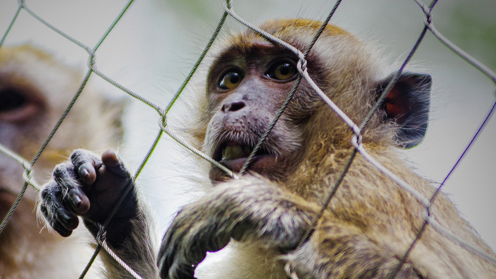 【動物愛護週間SP】動物の保護に力を尽くす人々を追い、人間と動物の絆に迫る番組をアニマルプラネットで特別編成