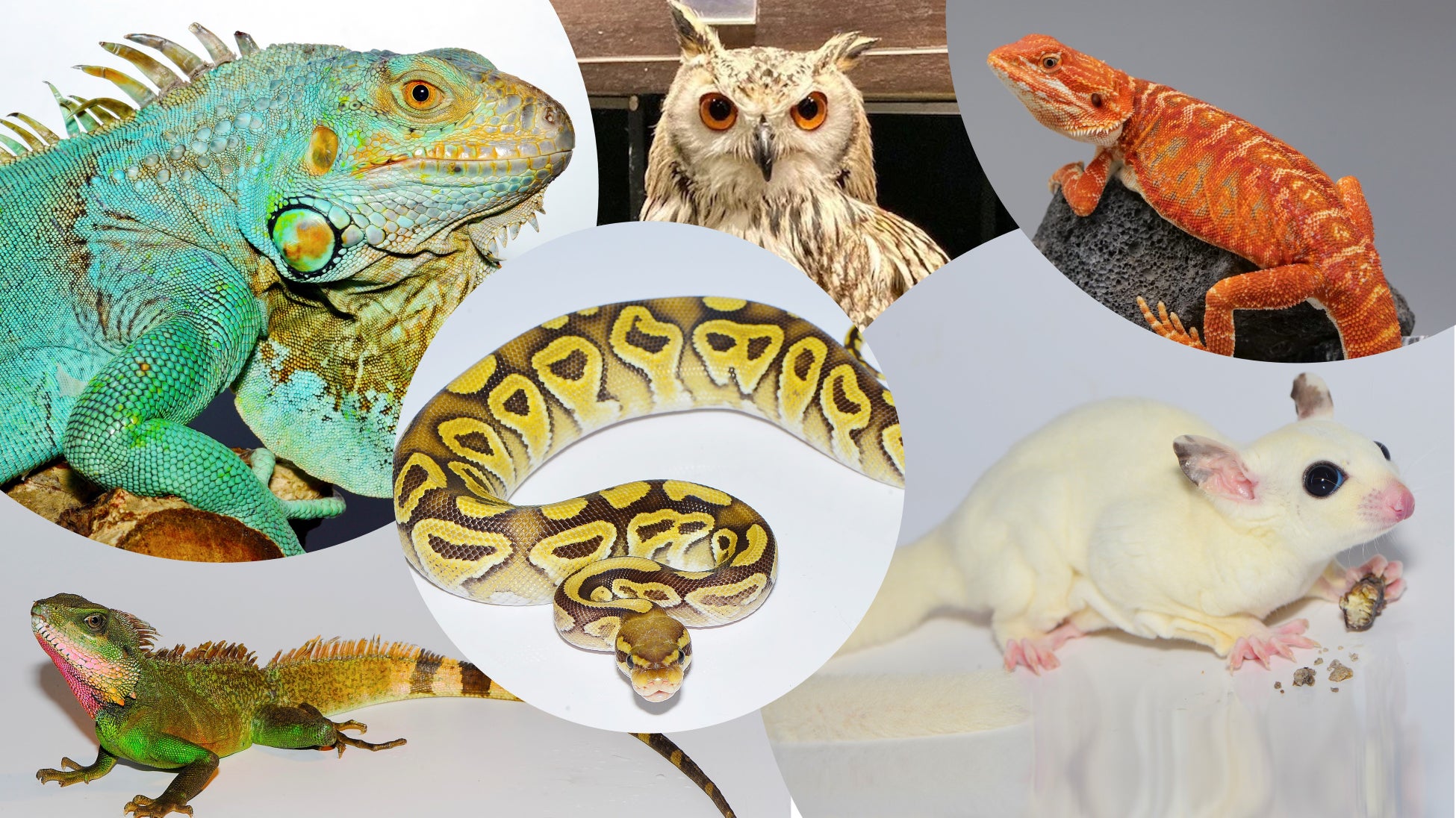 【ＢＳ日テレ】3年ぶり待望の復活！豪華7組が集結「第二十二回・長良グループ 夜桜演歌まつり」7月3日(木)20時放送