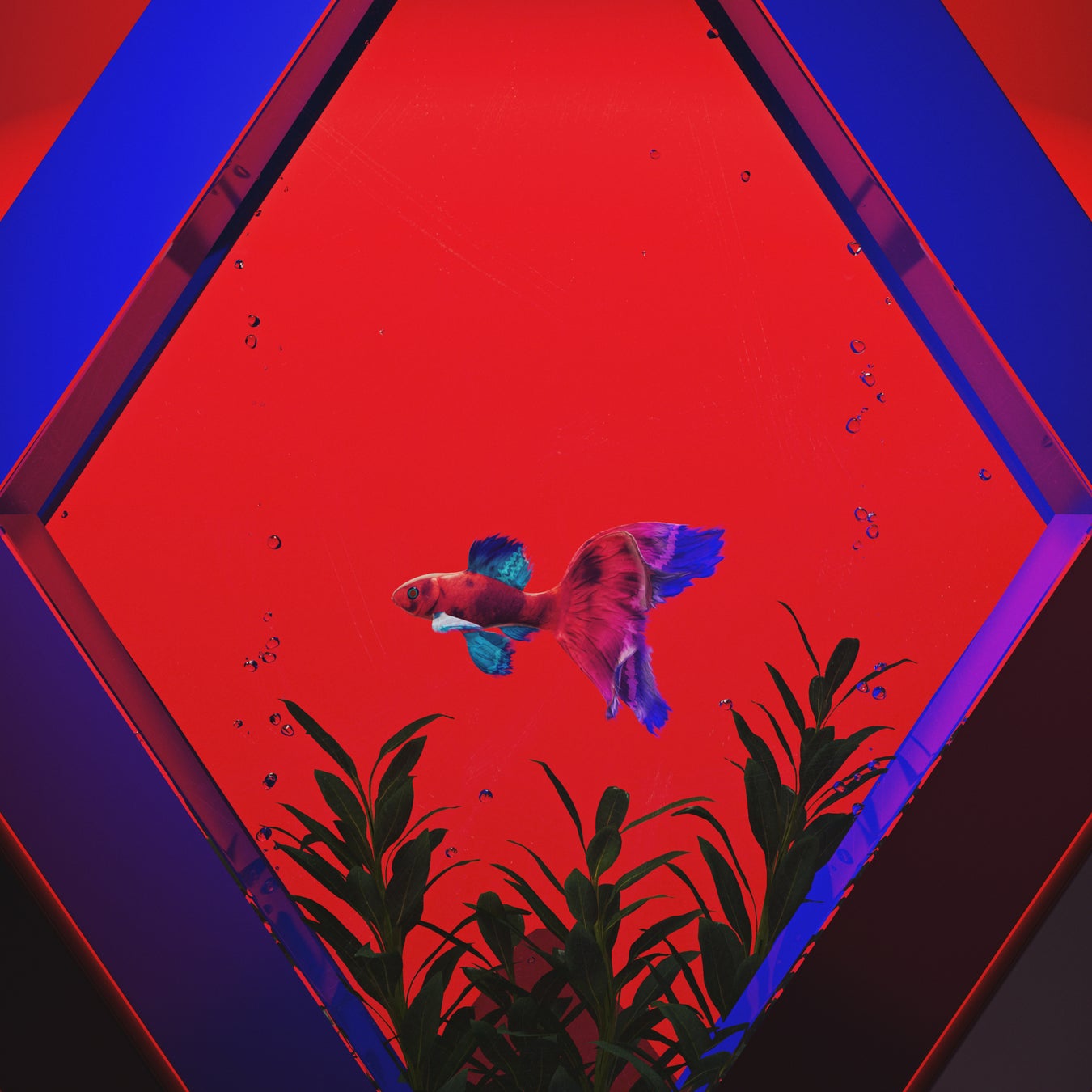 博報堂キースリー、カルビー、blowoutと共に、「じゃがレコード」第2弾楽曲をリリース。「Jagabee」と「堅あげポテト」のタベオトを使った楽曲『ルールる！』2025年7月30日（水）公開