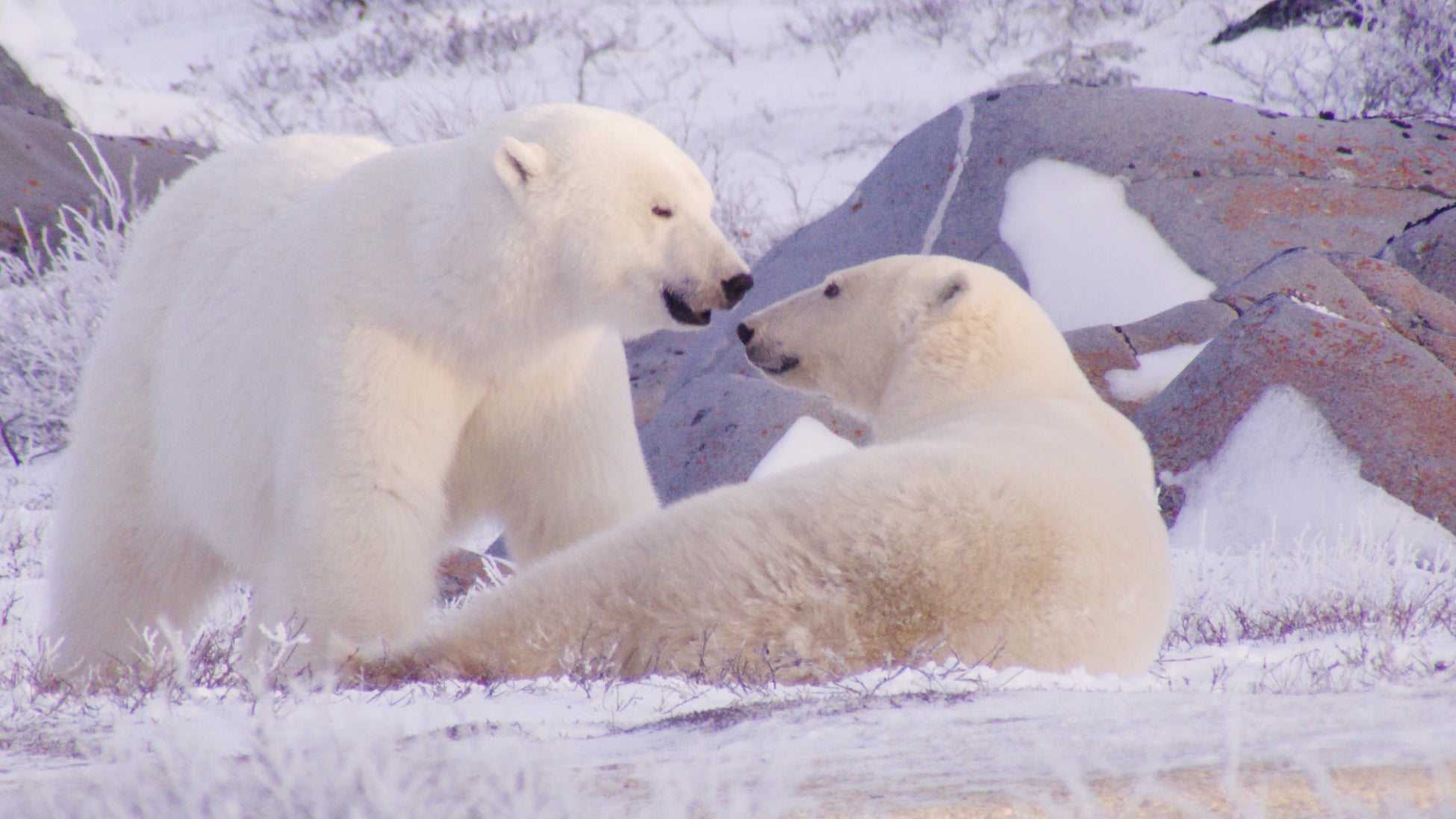 花耶(かや) TVアニメ『無職の英雄 ～別にスキルなんか要らなかったんだが～』OP主題歌「Reincarnation」先行配信&Music Videoが解禁