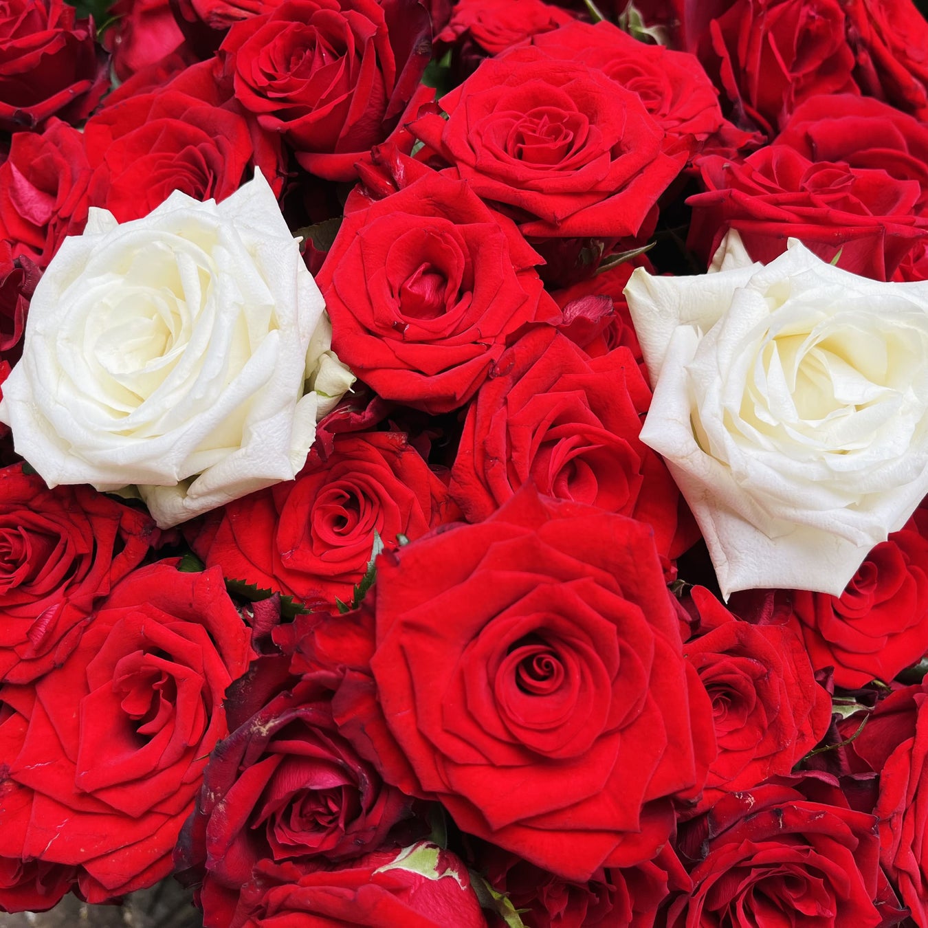 カラオケルームで迫力のアクションシーンを堪能！2024年公開作品『キングオージャーVSドンブラザーズ』を、JOYSOUND「みるハコ」で無料配信！