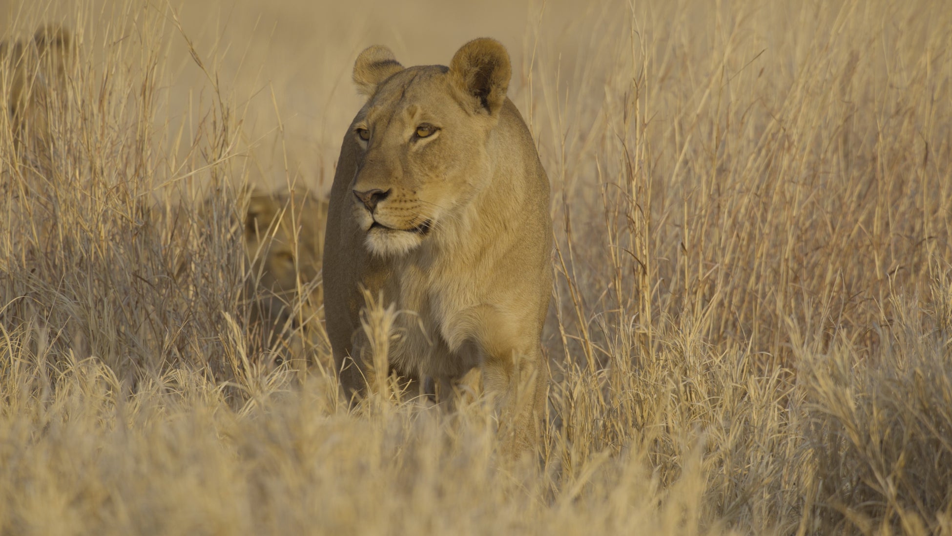 日本のインド映画ファンからの熱い声援に応えて、主演アッル・アルジュン＆監督・脚本スクマールの緊急初来日決定！ギークピクチュアズと松竹による共同配給『プシュパ 君臨』