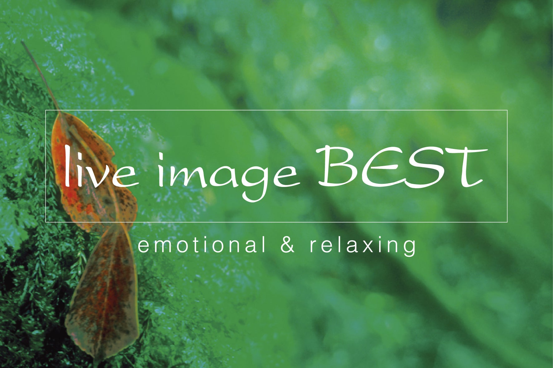 7年ぶりに復活する「ライブイマージュ・コンサート」に、REAL TRAUM、Budo、石井琢磨がオープニングアクトとして出演決定！