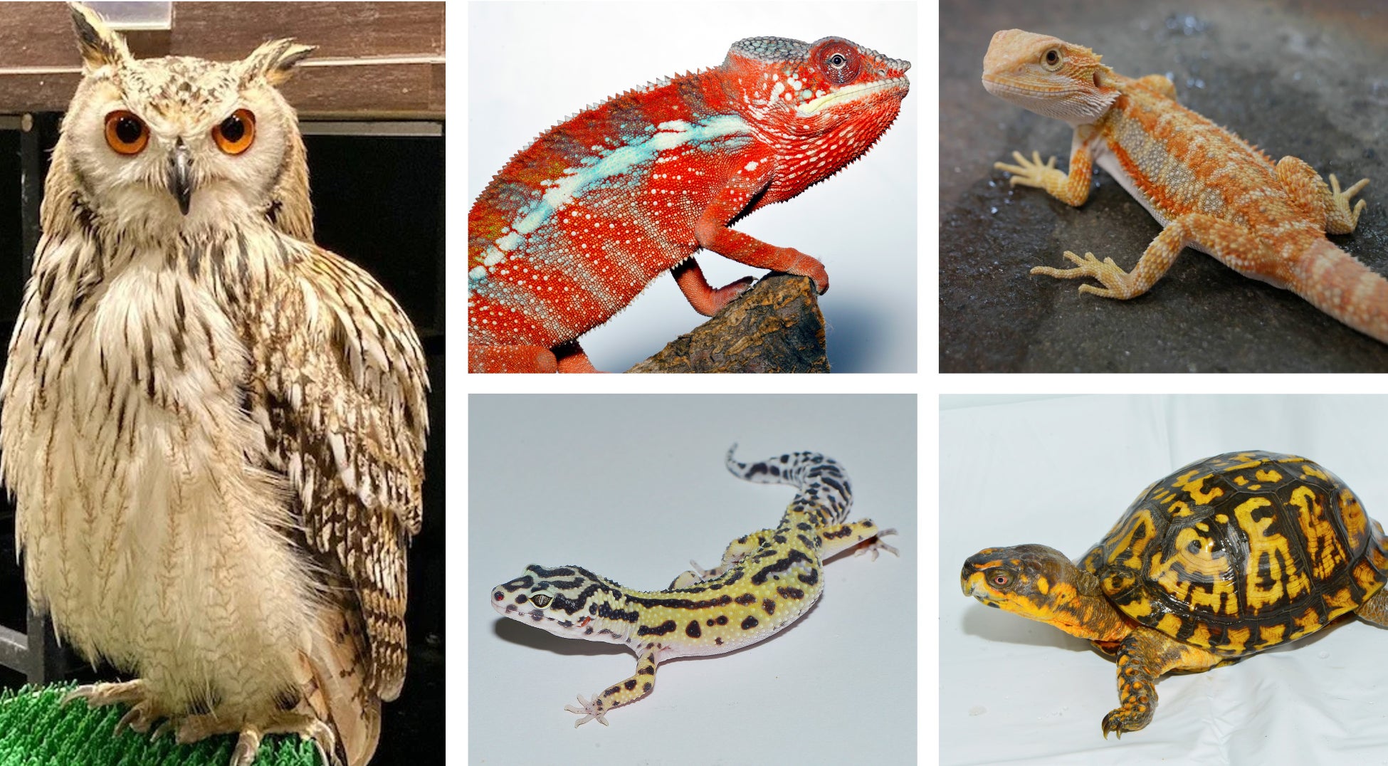 会えばあなたも虜に。エキゾチックアニマルの祭典「レプタイルズフィーバー」いよいよ今週末開幕！新企画も盛りだくさん！