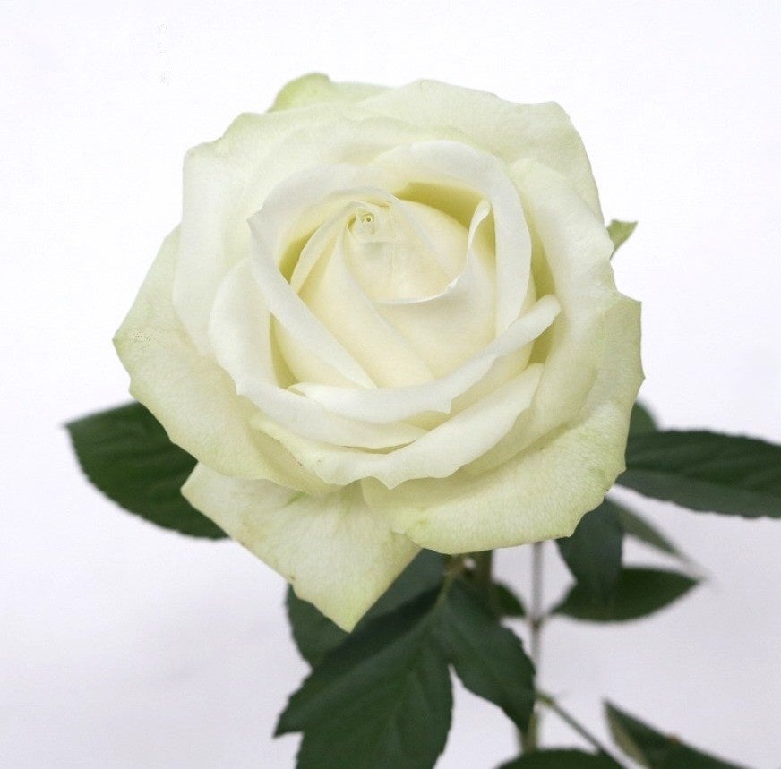 ラジオから季節の花をお届けするFMヨコハマ フラワースポットCMキャンペーン「Fヨコ 旬の花だより ～Keep Green ＆ Blue～」を開始