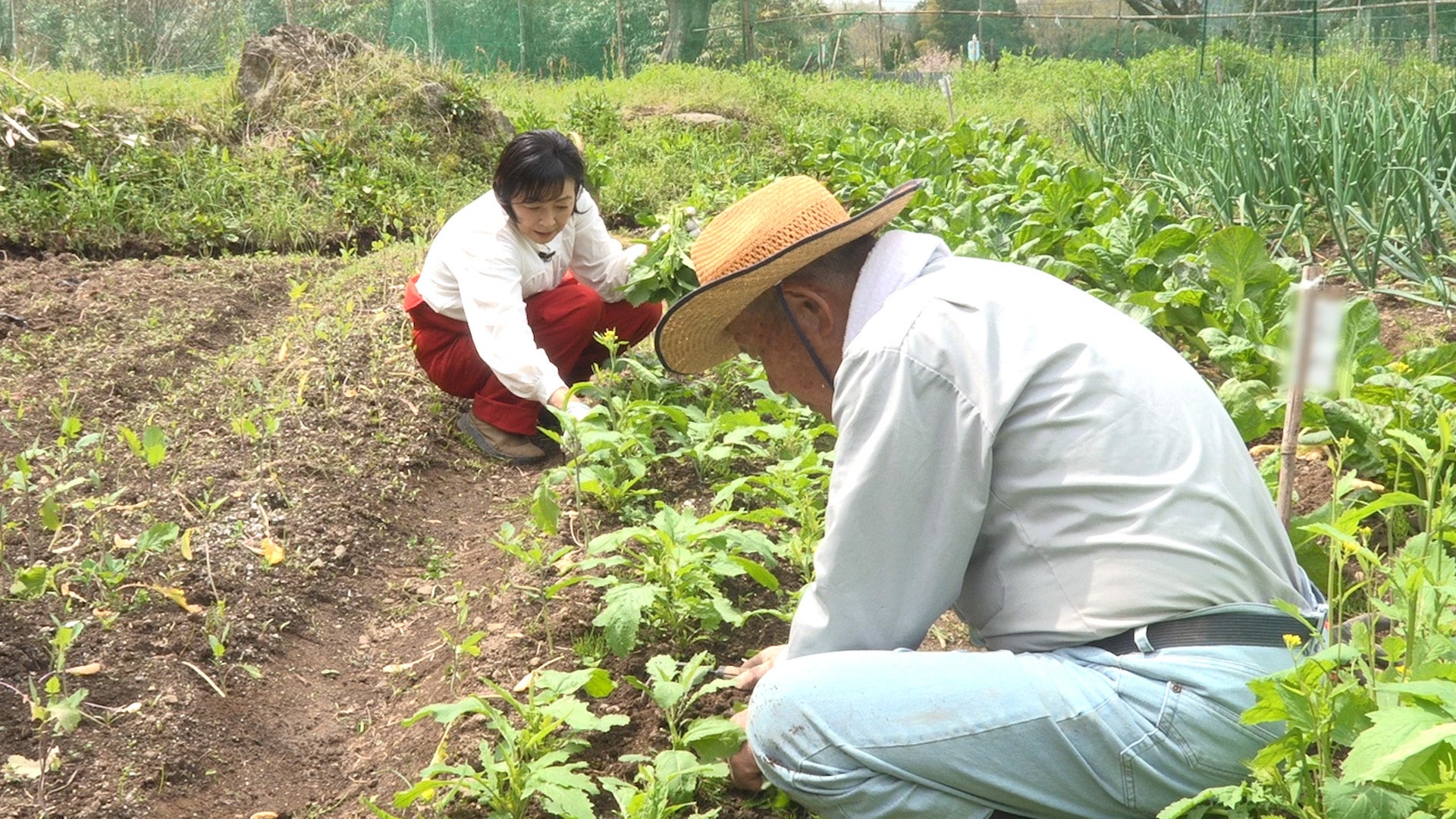 【ＢＳ日テレ】なおみ農園～旬のものを旬に食べる！２種の高菜を漬物とサラダで、タラの芽は天ぷらで…～４月２３日（木）よる１０時放送～