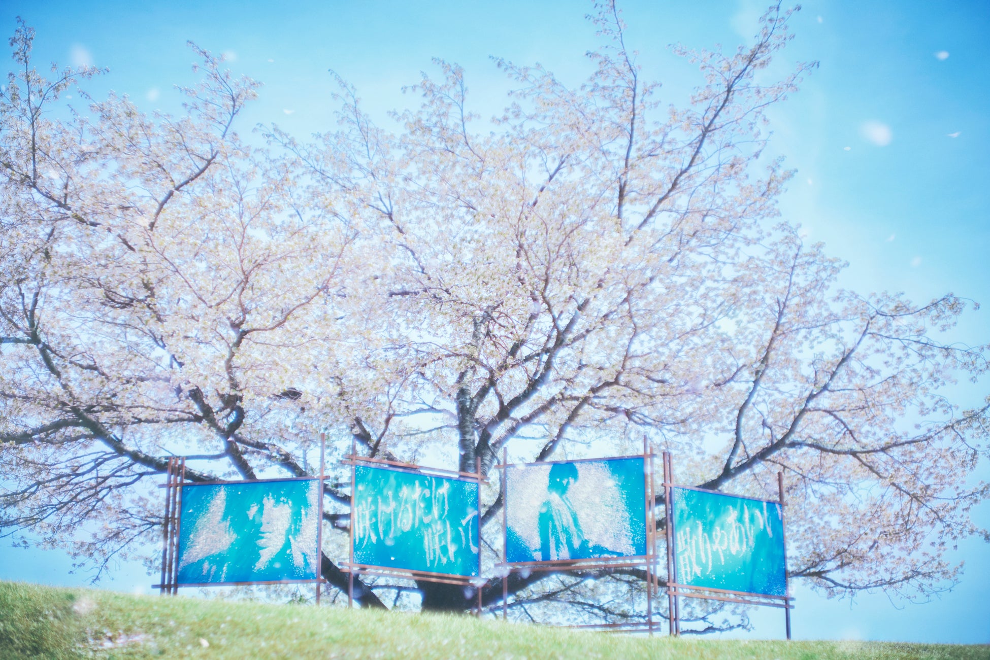 『ちるらん 新撰組鎮魂歌』最終話＆世界配信直前特別企画　散った桜が描く、新撰組の“散り様”の美しさ――散った桜で完成するグラフィック広告「CHIRU-CANVAS」と制作過程スペシャルムービーを公開！