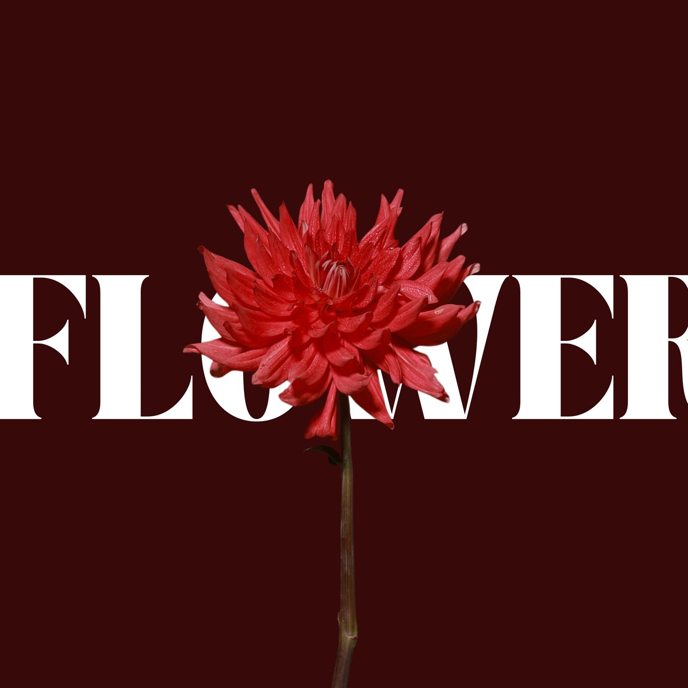 新世代アーティスト「KANAKA」、初の楽曲『Flower』を6月15日にリリース。音楽一家のルーツが紡ぐ、繊細さと情報の共鳴。