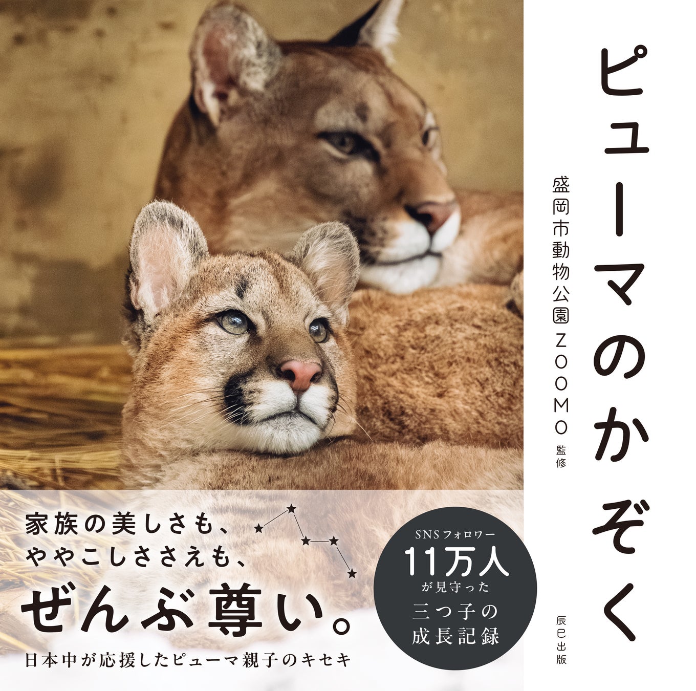 「奇跡体験！アンビリバボー」で紹介されたピューマの赤ちゃんの成長を追うフォトブック『ピューマのかぞく』が発売即重版