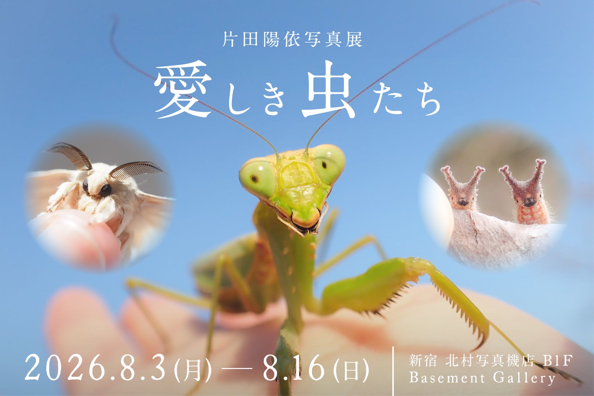 話題の虫プロデューサー片田 陽依氏の写真展、虫の表情を捉えた「愛しき虫たち」を新宿 北村写真機店で開催